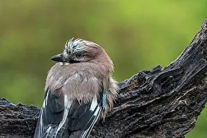 Stump Prints: Eurasian jay (Garrulus glandarius)