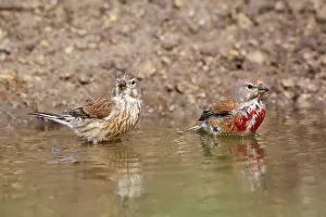 Eurasian Linnet (Carduelis cannabina) adult pair, bathing, Bulgaria, may
