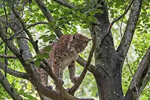 Observe Prints: Eurasian lynx (Lynx lynx) looking down from branch in tree canopy in forest