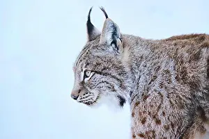 Looks Into The Camera Prints: Eurasian lynx (Lynx lynx), portrait