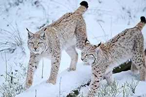 Bavaria Prints: Eurasian lynx (Lynx lynx) walking in the snow, forest, Bavaria, Germany, Europe