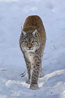 Looks Into The Camera Prints: Eurasian lynx (Lynx lynx) walking in the snow in winter