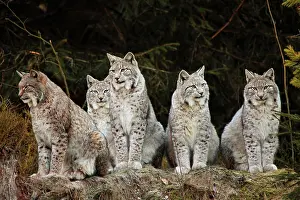 Prey Prints: Eurasian lynxes - sitting, Lynx lynx