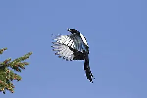 Good Weather Prints: Eurasian magpie (Pica pica), common magpie in flight landing in pine tree top against blue sky
