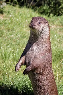 Carnivorous Prints: Eurasian Otter (Lutra lutra)