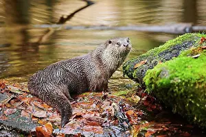 Otter Prints: Eurasian otter (Lutra lutra) on the shore of a little lake in the bavarian forest