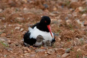 Chick Prints: Eurasian Oystercatcher (Haematopus ostralegus) adult with two day-old chicks