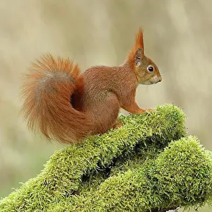 Mosses Prints: Eurasian red squirrel (Sciurus vulgaris)