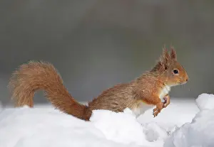 Coniferous Prints: Eurasian Red Squirrel (Sciurus vulgaris) adult