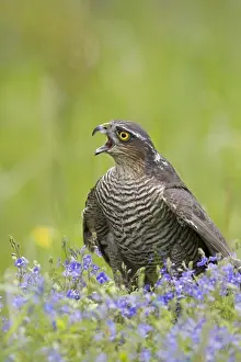 Call Prints: Eurasian Sparrowhawk (Accipiter nisus) adult female