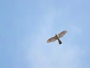 Hunting Prints: Eurasian sparrowhawk in flight against the sky