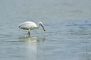 Provence Prints: Eurasian spoonbill (Platalea leucorodia) walking in the water, Camargue, France, Europe