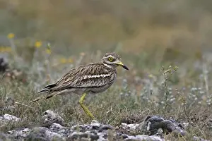 Ground Prints: Eurasian Stone-curlew (Burhinus oedicnemus) adult