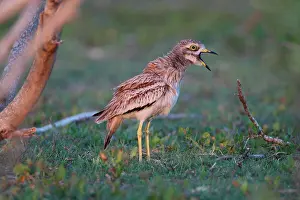 Call Prints: Eurasian Stone-curlew (Burhinus oedicnemus saharae) adult