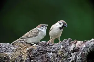 Chick Prints: Eurasian Tree Sparrow (Passer montanus) adult male