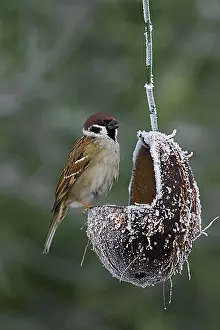 Feed Prints: Eurasian tree sparrow (Passer montanus) eating from bird feeder made of hollow coconut