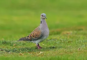 Doves Prints: Eurasian Turtle-dove (Streptopelia turtur) adult