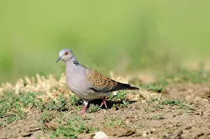 Doves Prints: Eurasian Turtle-dove (Streptopelia turtur) adult, walking on ground, Bulgaria, may