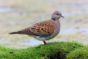 Asian Prints: Eurasian Turtle-dove (Streptopelia turtur) adult