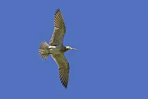 Good Weather Prints: Eurasian whimbrel (Numenius phaeopus islandicus) in flight against blue sky