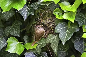 Benelux Prints: Eurasian wren (Troglodytes troglodytes) at nest hidden in ivy, Belgium, Europe
