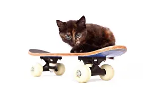 Humour Prints: Europaeisch Kurzhaar. Kitten (6 weeks old) lying on a skateboard