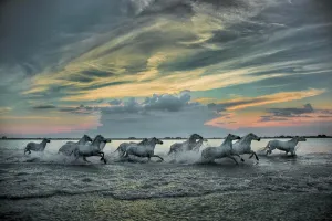 Jaynes Gallery Prints: Europe, France, Provence, Camargue. Horses running through marsh at sunrise