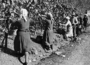 1930 Prints: Europe, italy, Tuscany, gaiole in chianti, peasants during the harvest in brolio, 1930