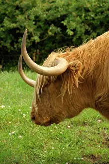 Pasture Prints: Europe, Scotland, Gretna Green