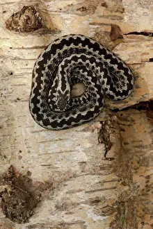Bask Prints: European Adder (Vipera berus) adult male, basking on birch log, Yorkshire, England, april