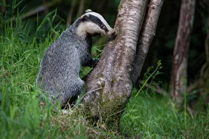 Forage Prints: European Badger (Meles meles) foraging at a tree trunk in deciduous woodland