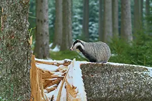 Mammalia Prints: European badger (Meles meles), on tree trunk in winter