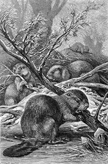 Drawn Prints: European beavers (Castor fiber)