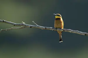 Wildlife Conservation Prints: A European bee-eater, Merops apiaster, perches on a branch