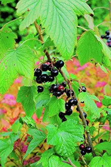 Woody Plant Prints: European black currant in fruit in a garden