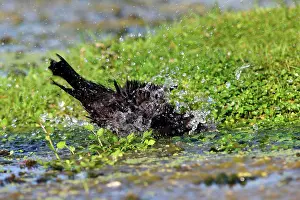 Ponds Prints: European Blackbird (Turdus merula) adult male, bathing in pond, Norfolk, England, october