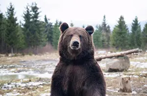 Dangerous Prints: european brown bear portrait in the wilderness