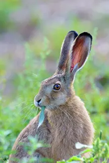 Selectivefocus Prints: European Brown Hare (Lepus europaeus), Hesse, Germany