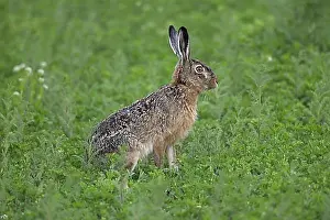 Mammalia Prints: European Brown Hare (Lepus europaeus) sitting in field, Germany, Europe