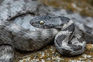 Chordate Prints: European Cat Snake (Telescopus fallax), Dedoplistskaro, Georgia
