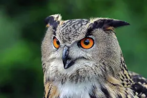 Owls Prints: European Eagle Owl (Bubo bubo), portrait