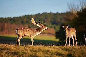 Atmospheric Light Prints: European fallow deer (dama dama) on a meadow in evening sunlight at autumn