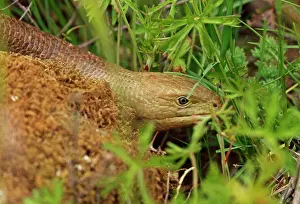 Lizards Prints: European Glass Lizard (Ophisaurus apodus) close up of adult Popovo Polje karst field