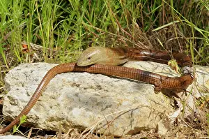 Ambiance Prints: European Glass Lizard on a rock Croatia
