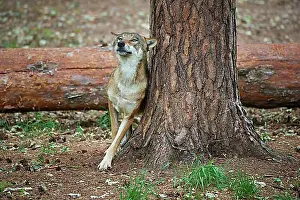 Canoidea Prints: European gray wolf (Canis lupus), scratching on tree in forest, Germany, Europe