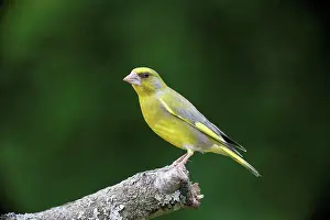 Songbird Prints: European Greenfinch (Carduelis chloris) adult male, perched on branch, Bulgaria, May
