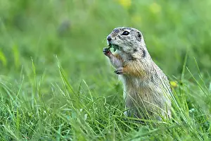 Feed Prints: European Ground Squirrel or European Souslik (Citellus citellus)