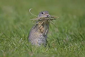 Pasture Prints: European ground squirrel (Spermophilus citellus)
