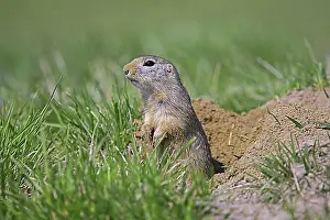 Entrances Prints: European ground squirrel (Spermophilus citellus)