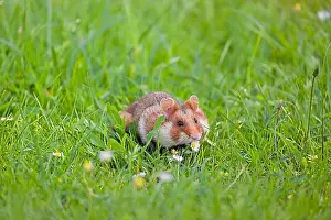 Grasses Prints: A European hamster (Cricetus cricetus)